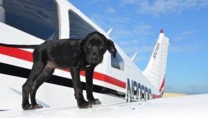 A puppy stands next to a plane