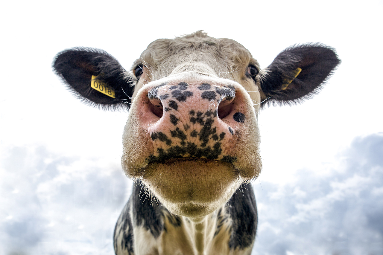 A cow with a tag in its ear