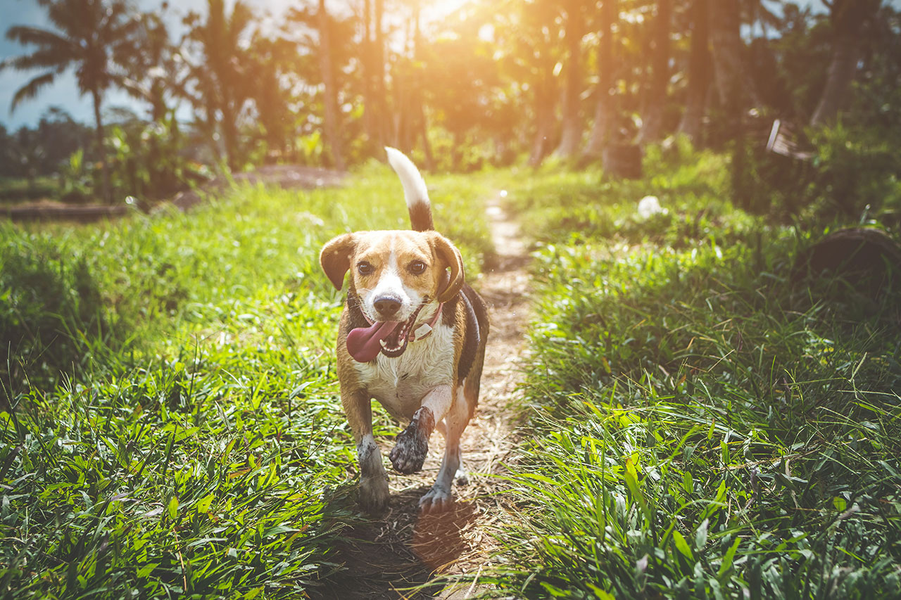 Beagle running on a path through the grass